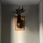 Luxury In فيلة